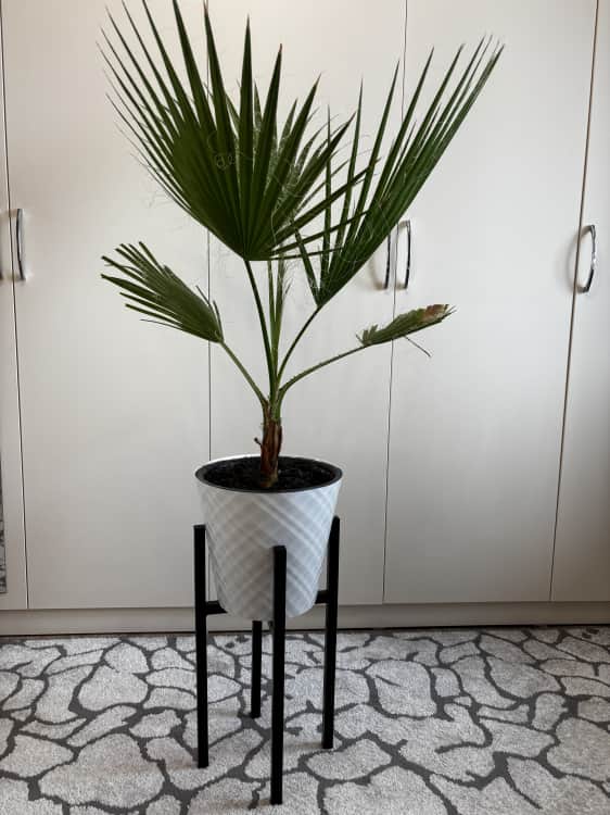 ЛОФТ, черная, норма