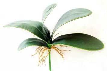 Листья орхидеи (5 листов) (зеленый) 26см