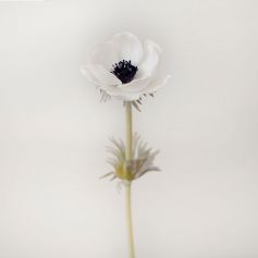 Цветок иск. Анемон (белый) 43см