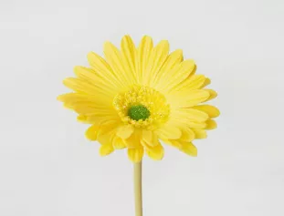 Цветок иск. Гербера мини (желтый) 32см
