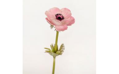Цветок иск. Анемон (розовый) 43см